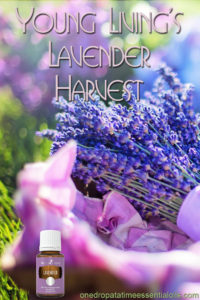 Young Living's Lavender Harvest
