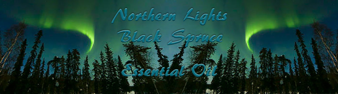 Northern Lights Black Spruce Essential Oil