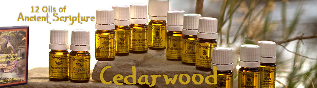 Twelve Oils of Ancient Scripture - Cedarwood Essential Oil
