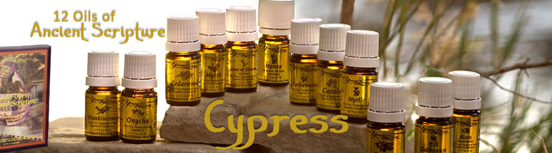 Twelve Oils of Ancient Scripture - Cypress Essential Oil
