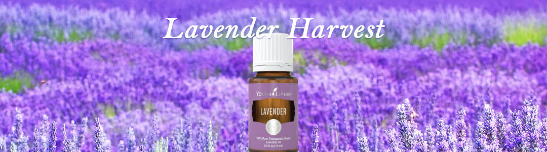 Young Living’s Lavender Harvest