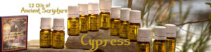 Twelve Oils of Ancient Scripture - Cypress Essential Oil